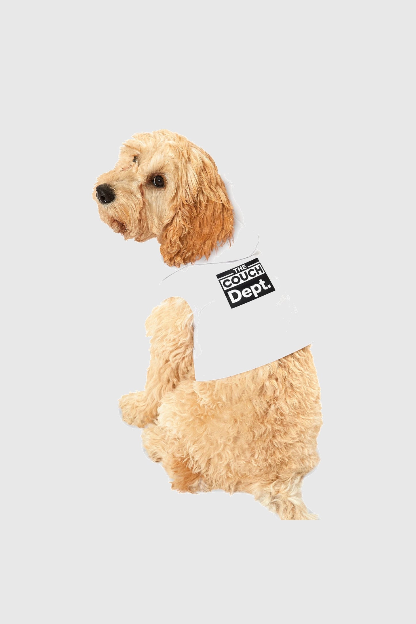 Dachshund wearing dog hoodie with the couch dept design