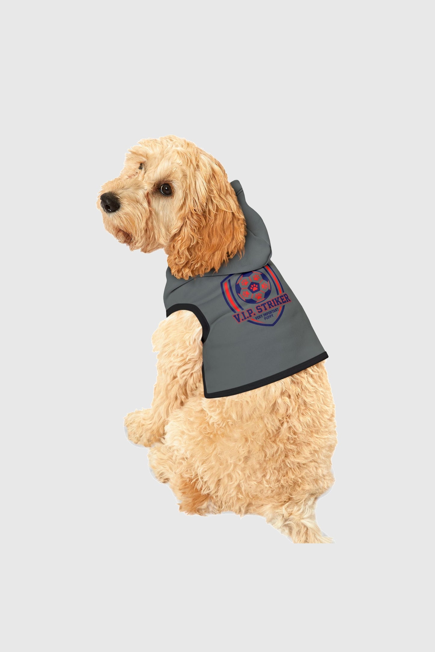 Dachshund wearing gray vip striker soccer dog hoodie