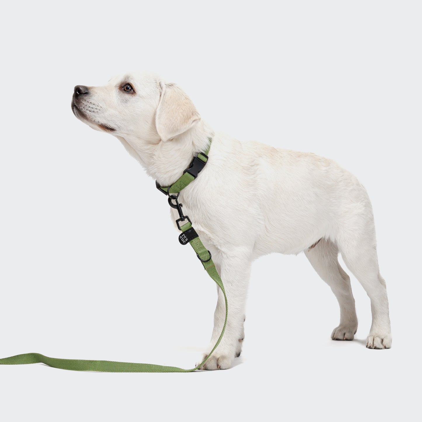 Dachshund on reflective nylon dog leash, Cloud 7 RESC7UE outdoor