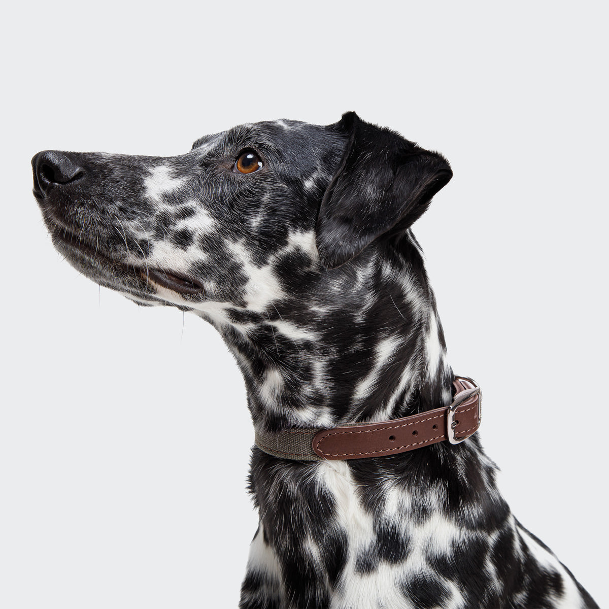 Olive canvas dog collar back view, metal buckle