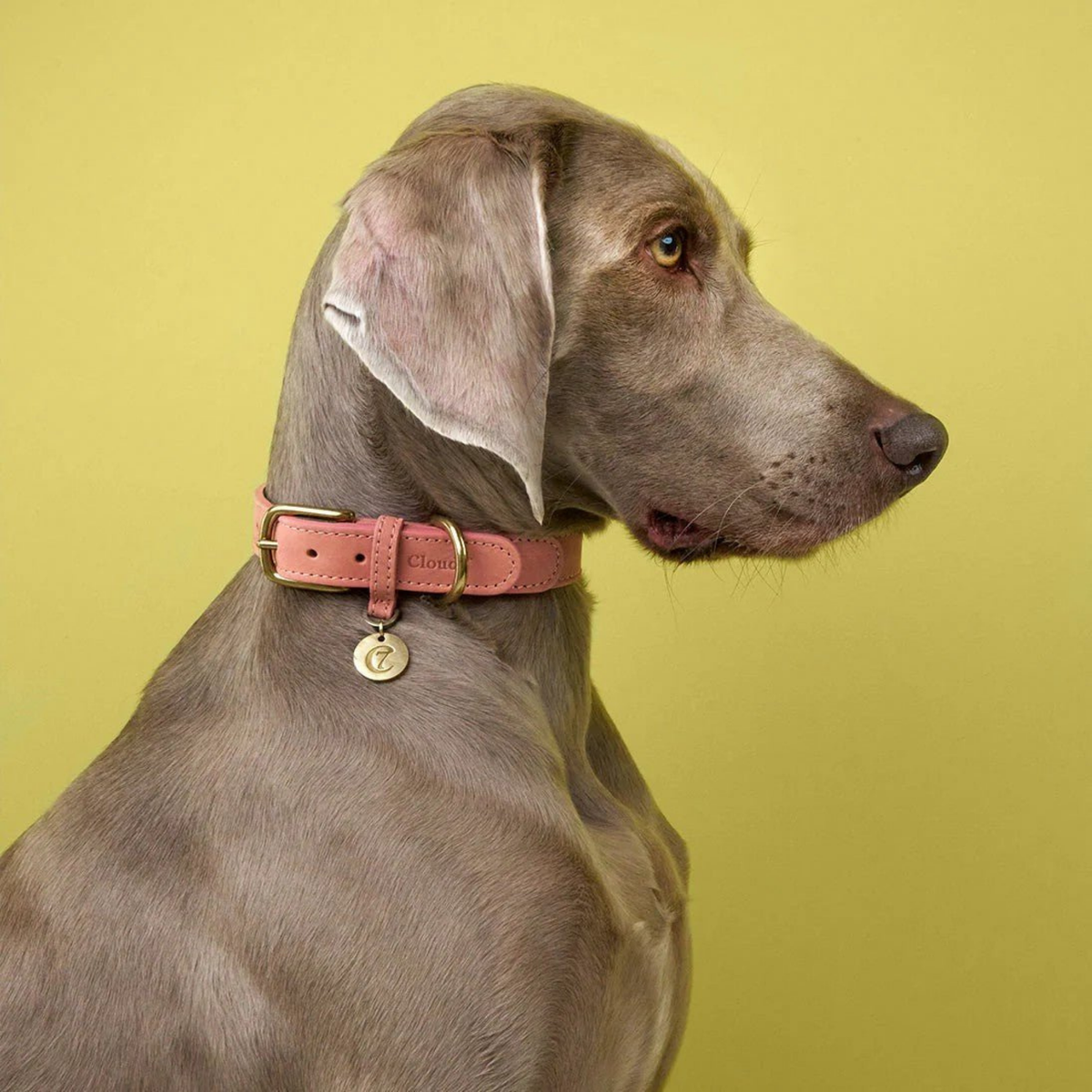 Tiergarten Peach dog collar design detail, soft fabric