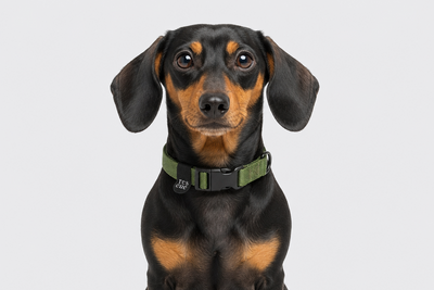 Dachshund wearing a green collar on a light gray background