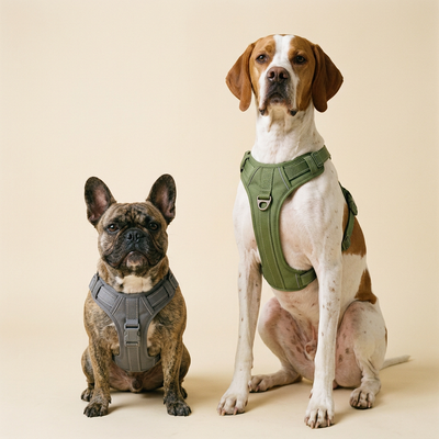 Two dogs wearing harnesses on a beige background