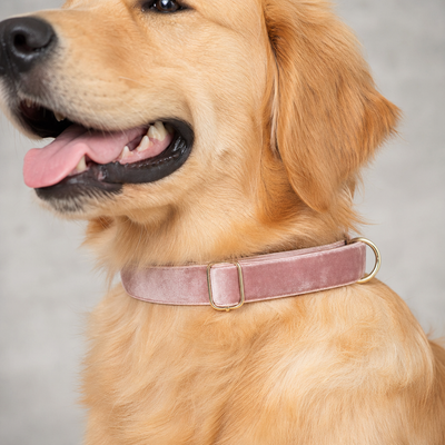 Weiches Samt-Hundehalsband an einem Golden Retriever — luxuriöses Hunde-Leinenset