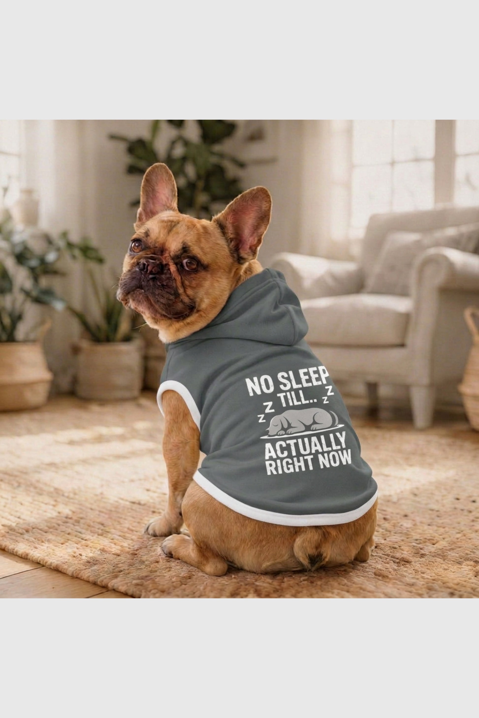 Gray dog hoodie with no sleep till print, pullover style