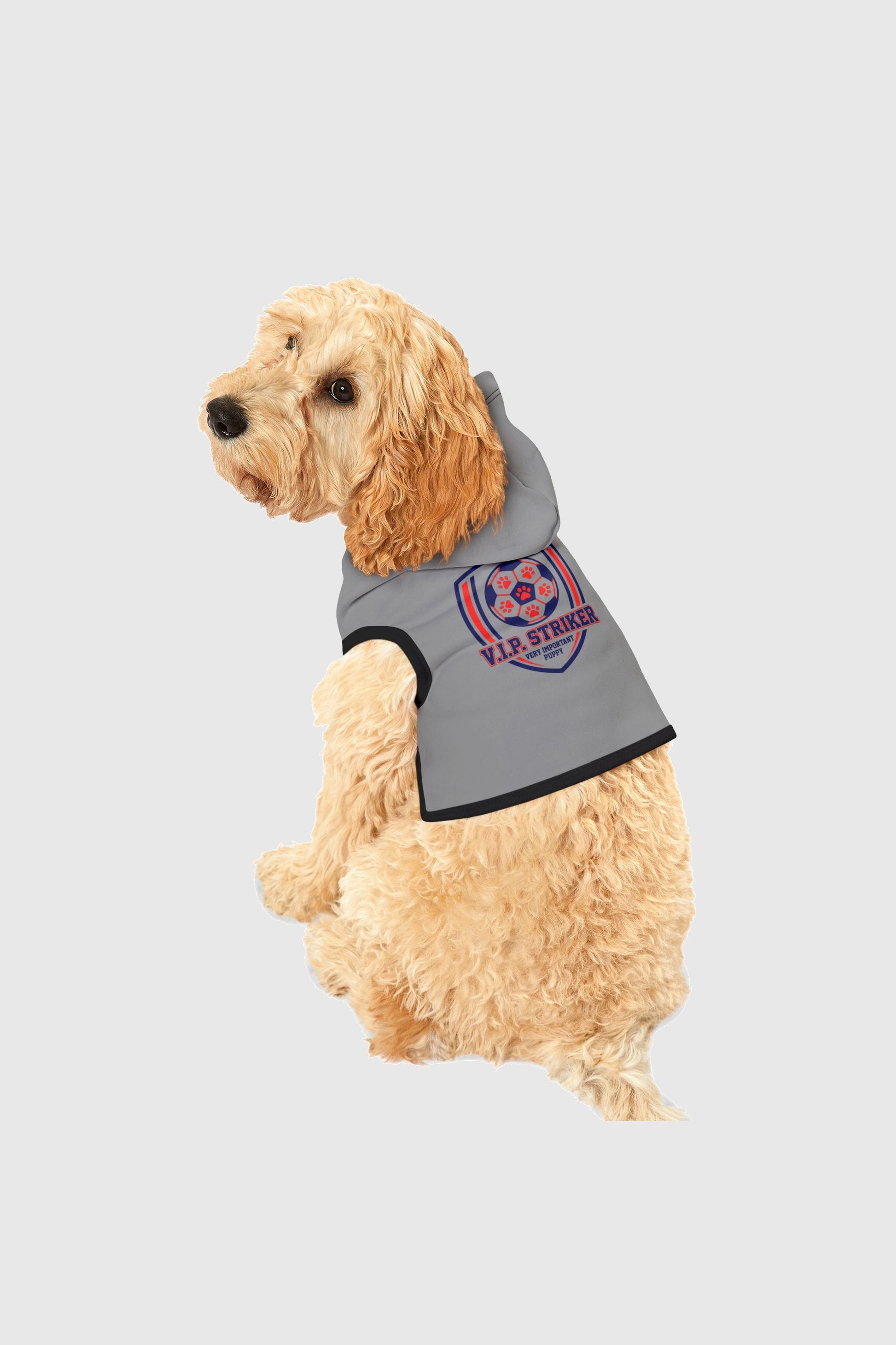 Dachshund wearing light gray vip striker soccer dog hoodie
