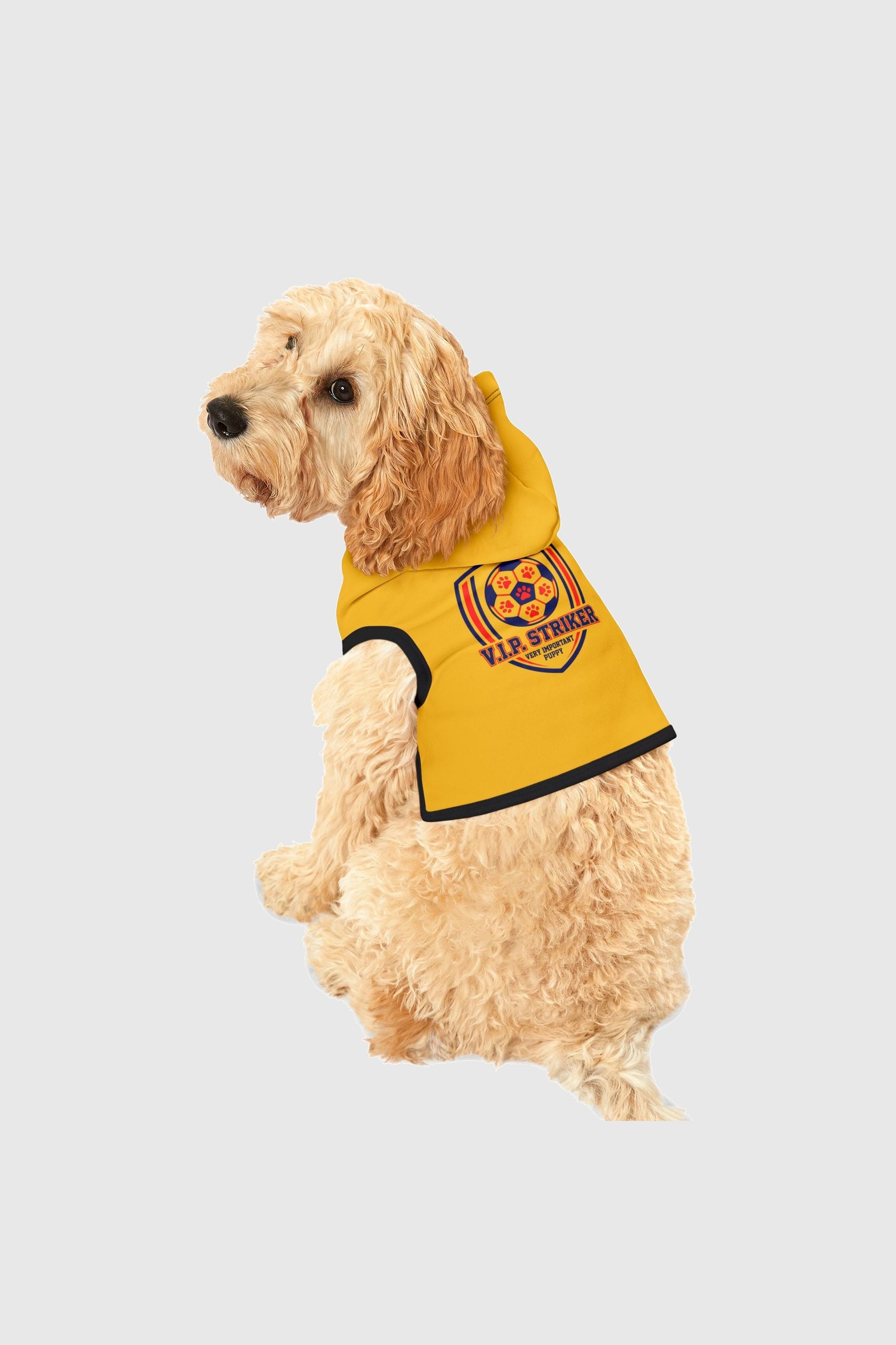 Dachshund wearing yellow vip striker soccer dog hoodie