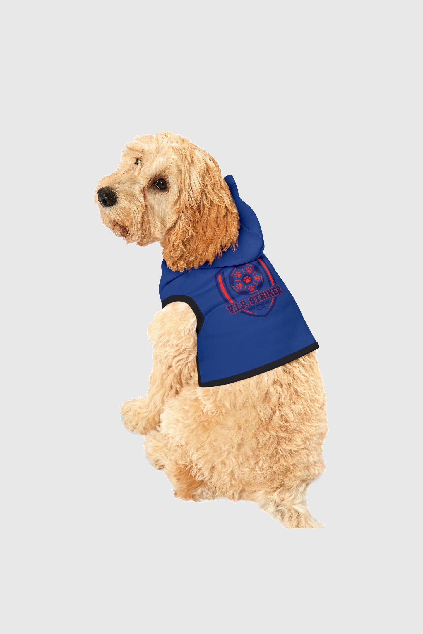 Dachshund wearing blue vip striker soccer dog hoodie
