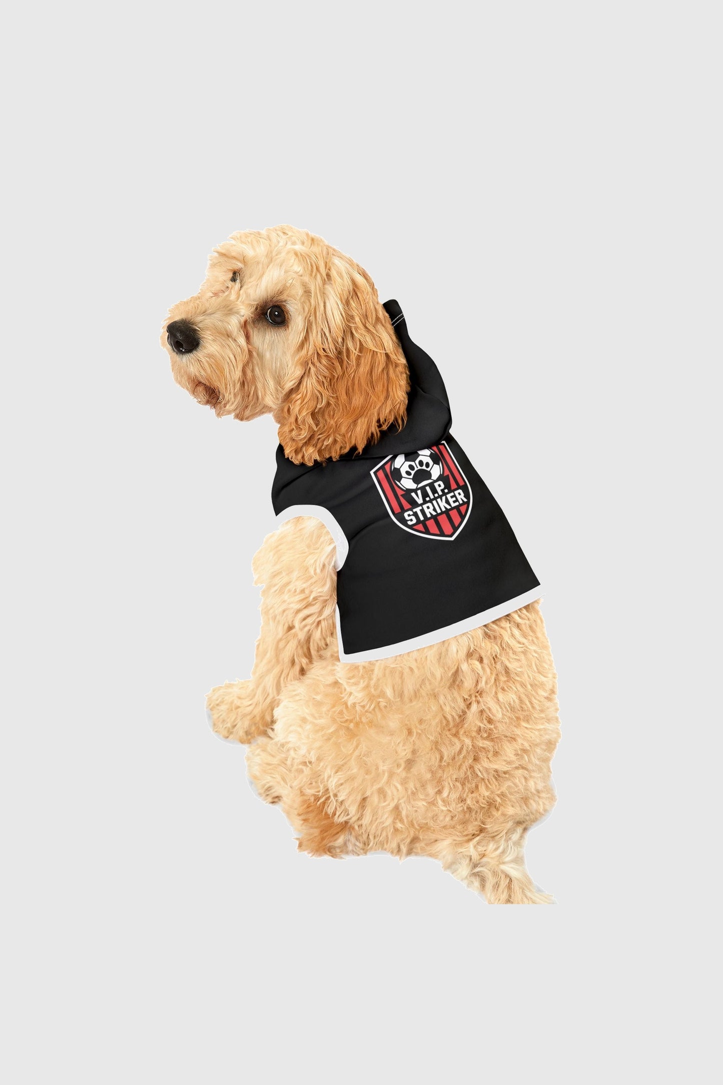 Dachshund wearing black vip striker soccer dog hoodie