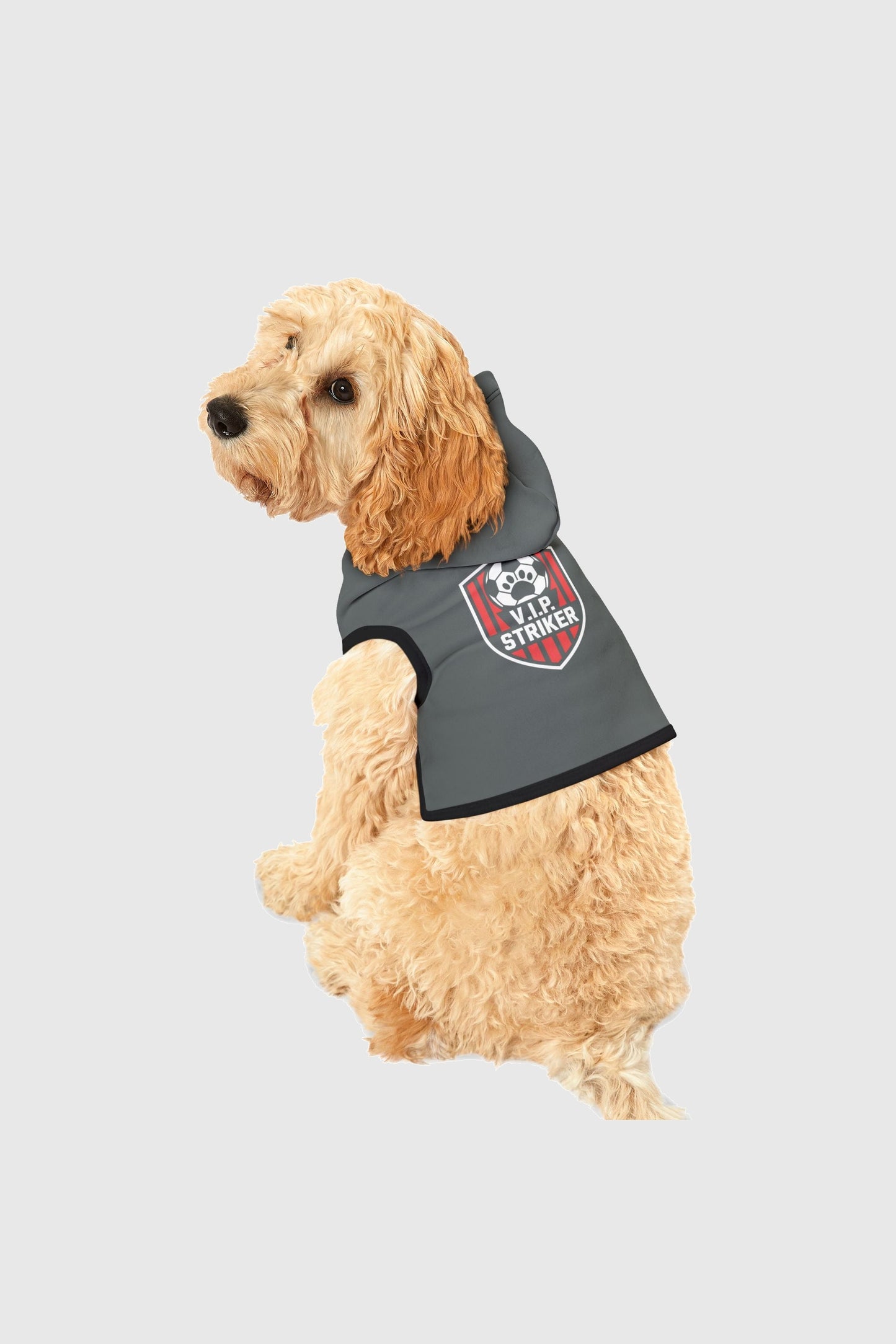 Dachshund wearing dark gray vip striker soccer dog hoodie