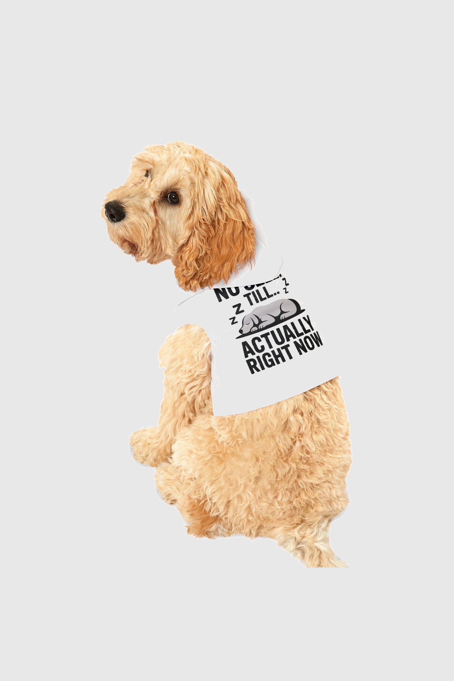 Dachshund wearing white No Sleep Till White dog hoodie