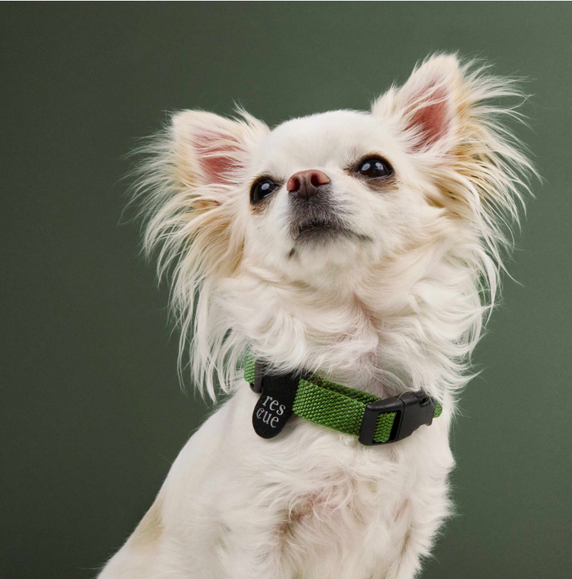 Green nylon dog collar back view, quick-release buckle