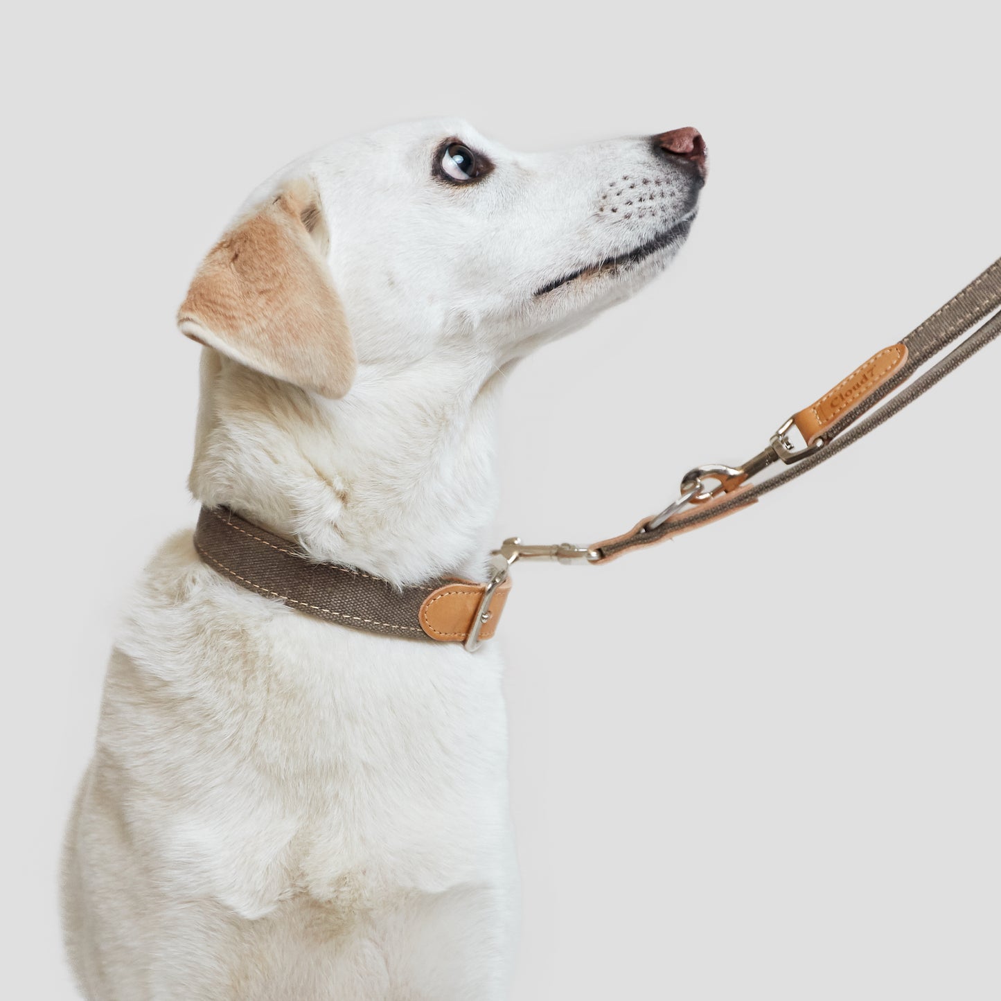 Greige canvas dog leash back view, adjustable length