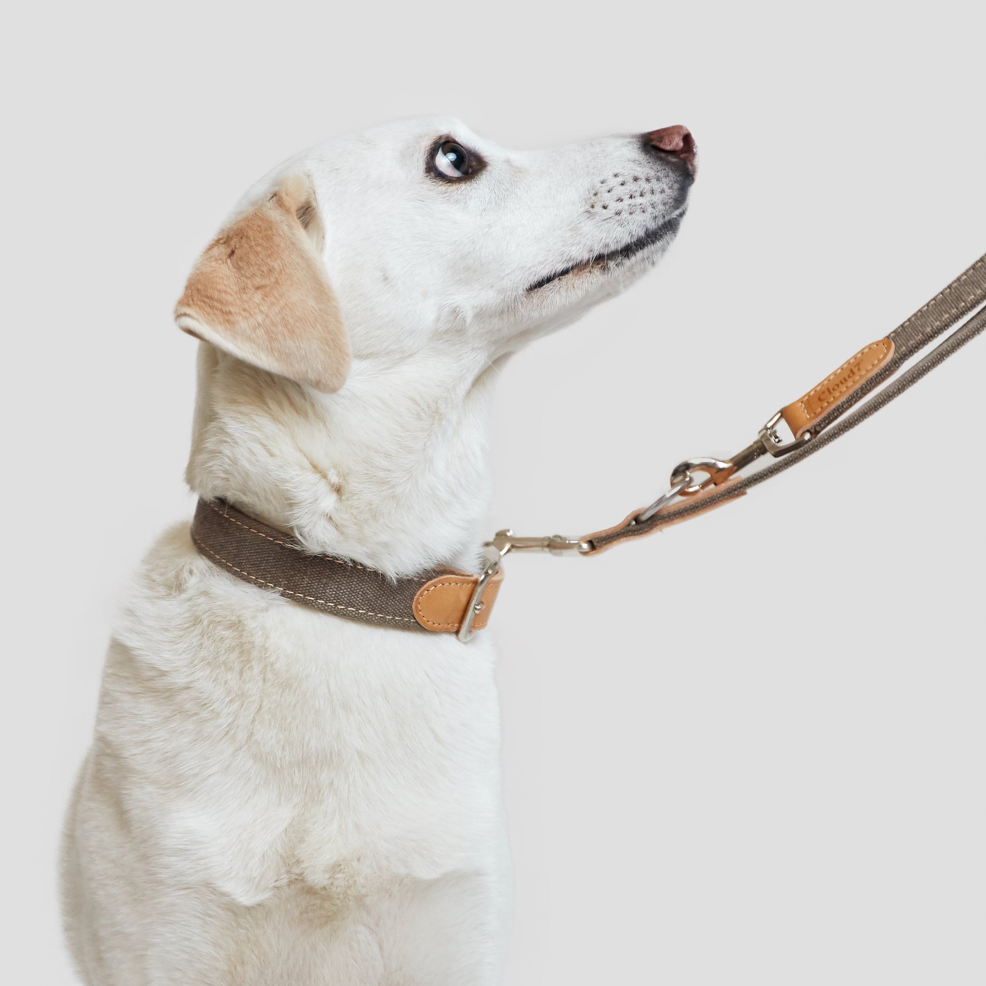 Greige canvas dog leash back view, adjustable length
