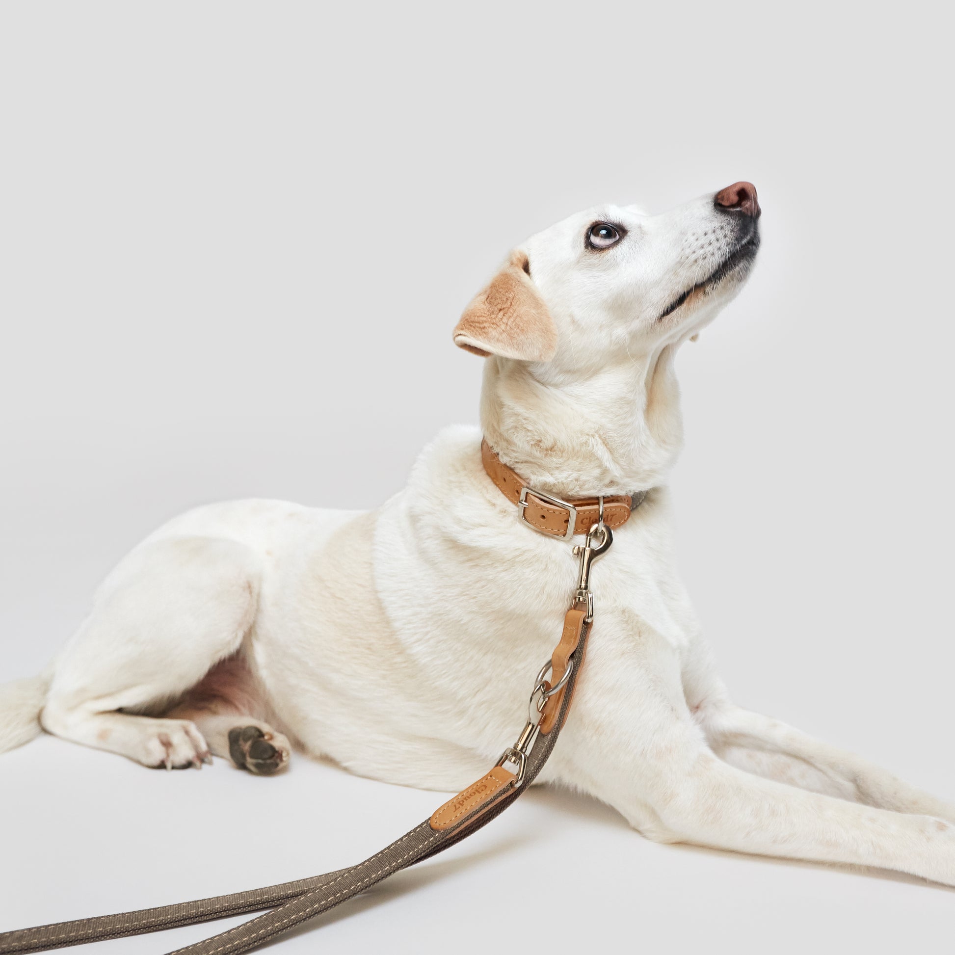 Dachshund on greige canvas dog leash, Cloud 7 Tivoli outdoor