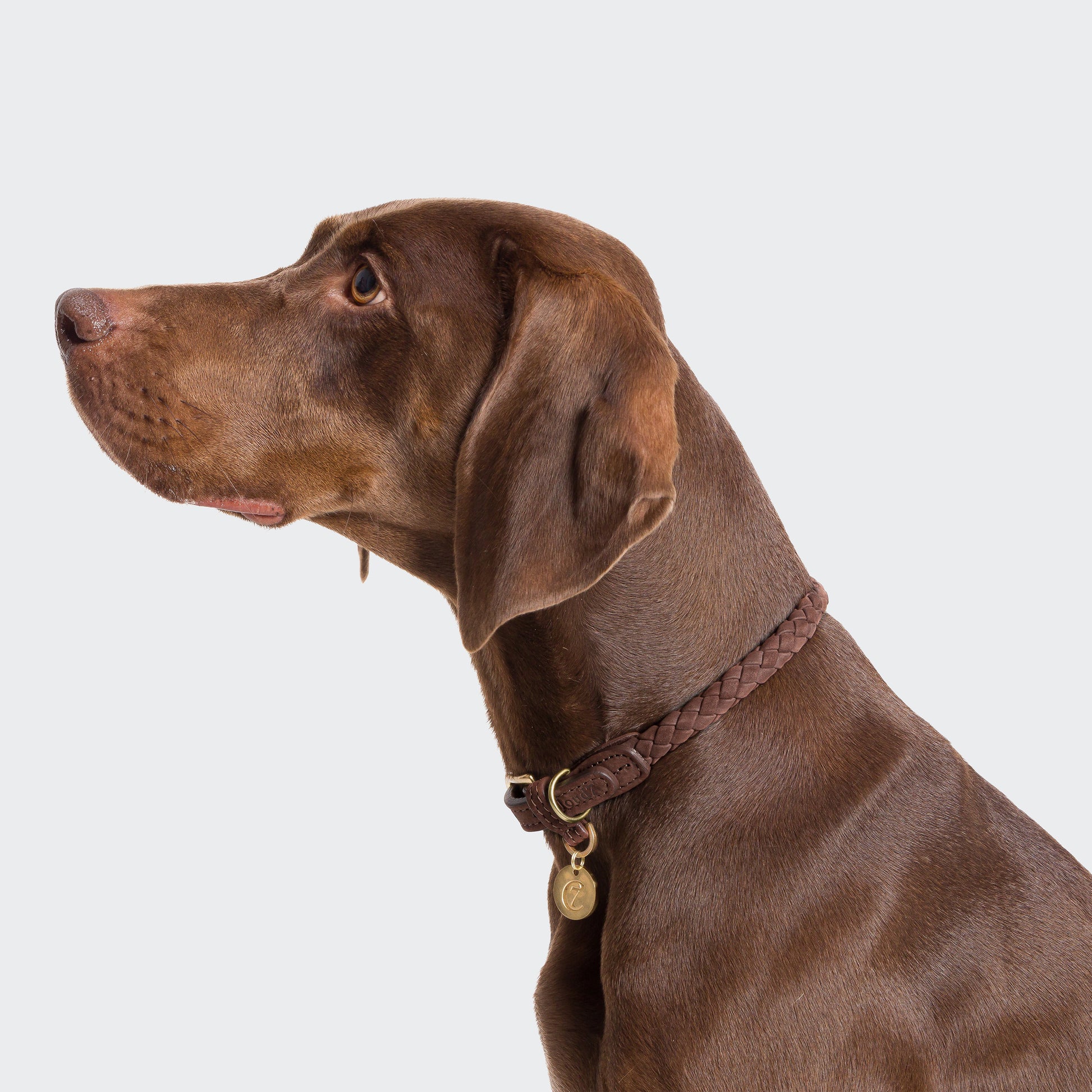 Hazel leather dog collar, adjustable fit, Cloud 7 Ravello