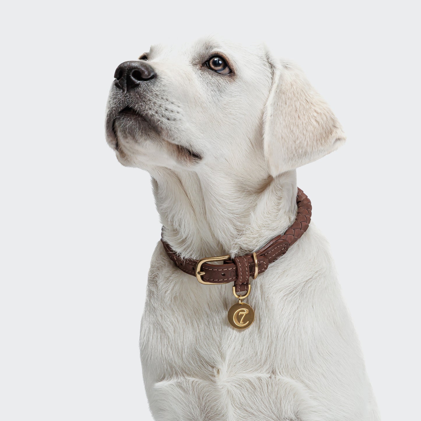 Dachshund wearing hazel leather dog collar, Cloud 7 Ravello