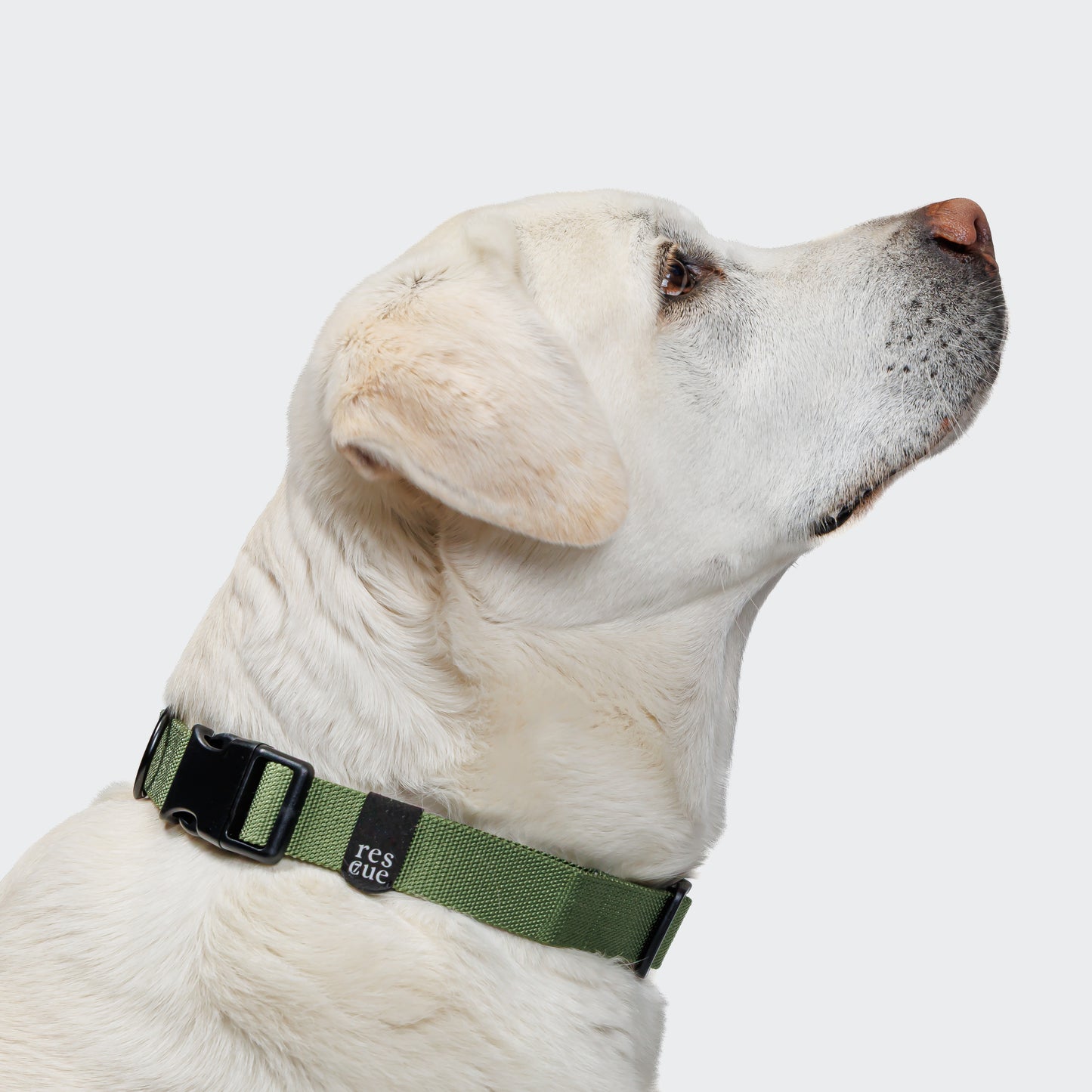 RESC7UE Green dog collar detail, reflective stitching