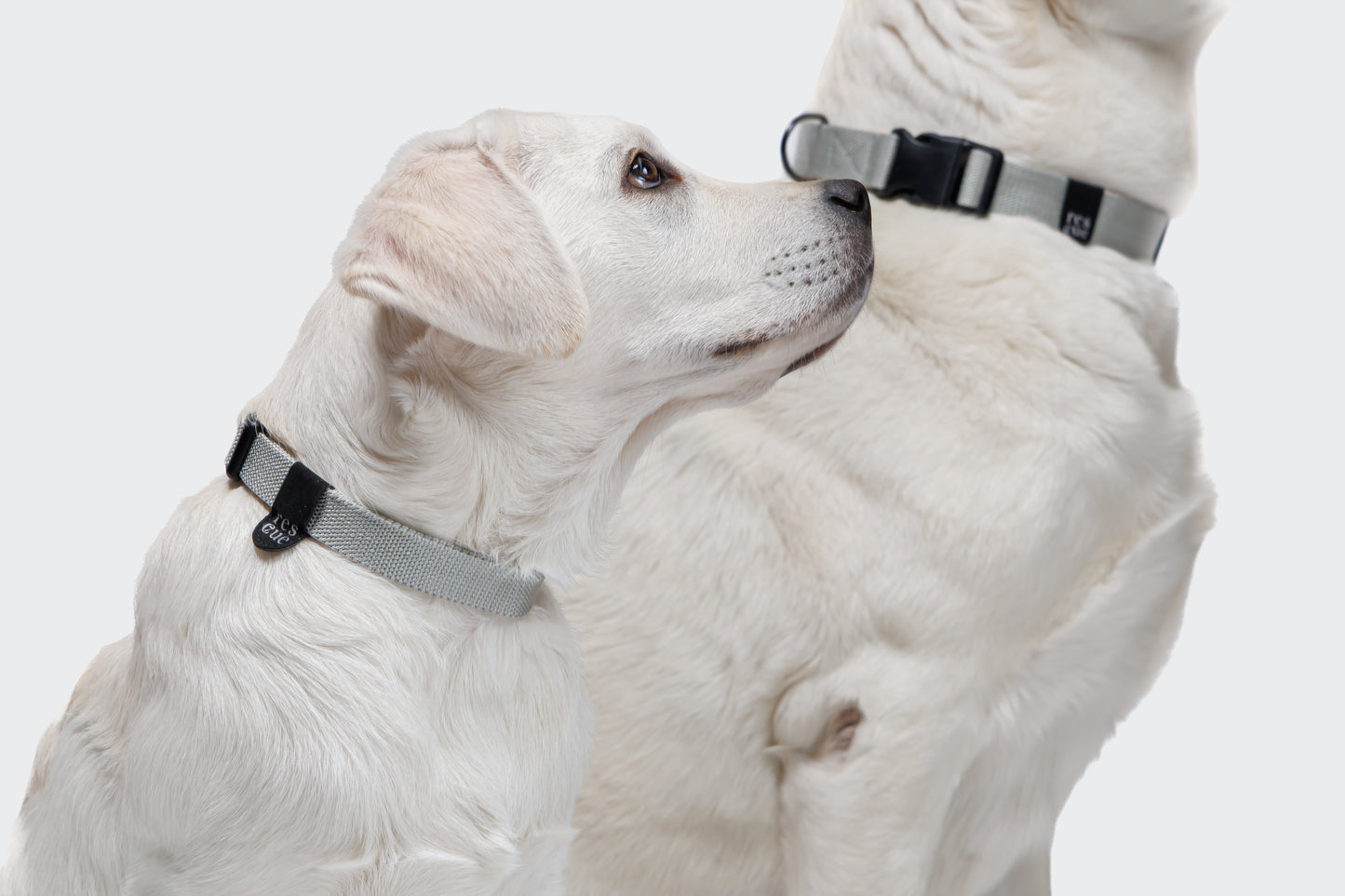 Silver reflective nylon dog collar side view, D-ring hardware
