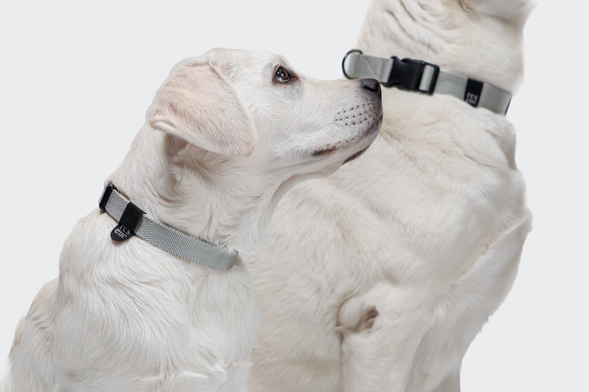 Silver reflective nylon dog collar side view, D-ring hardware