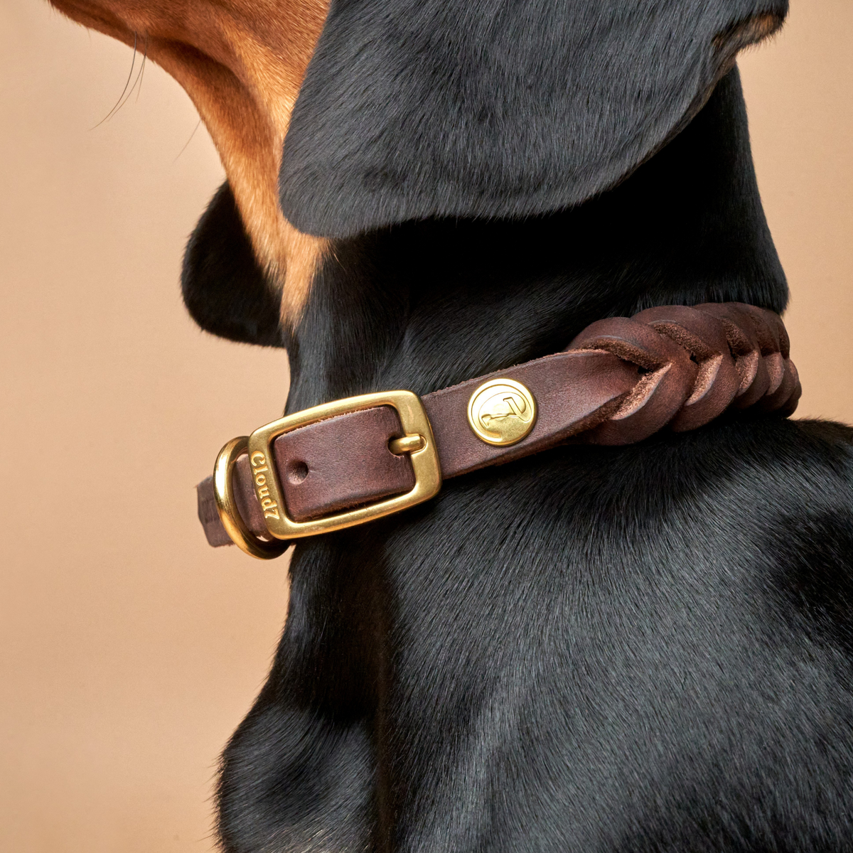 Central Park dog collar detail, saddle brown leather gold hardware