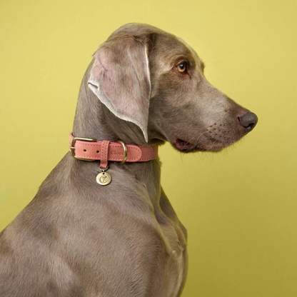 Tiergarten Peach dog collar design detail, soft fabric