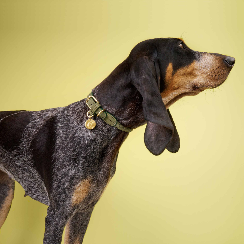 Rust leather dog collar, adjustable fit, Cloud 7 Ravello collection