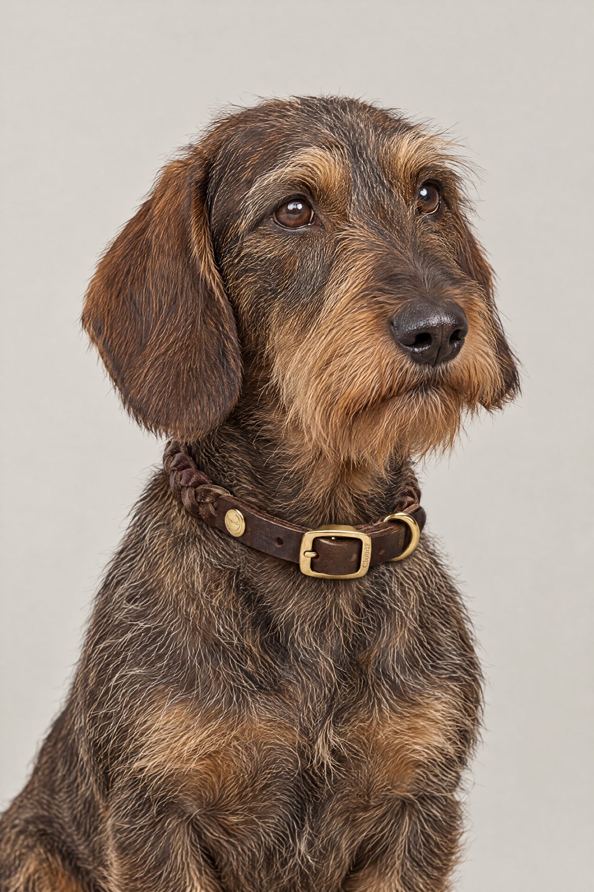 Wire-haired dachshund wearing the dark brown braided leather Cloud 7 Central Park Saddle Brown Gold collar