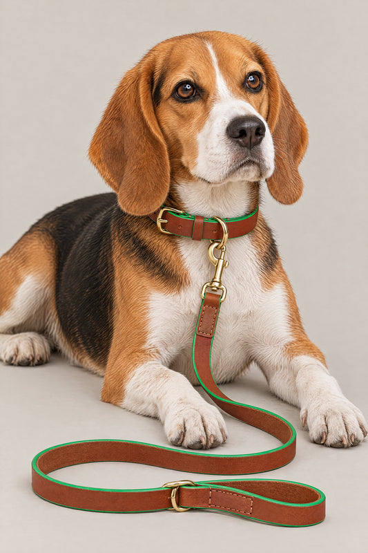 Beagle wearing the cognac green Cloud 7 Kings Park collar and leash