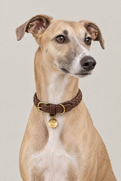 Whippet wearing the chocolate brown braided nubuck Cloud 7 Ravello Hazel collar with brass logo coin