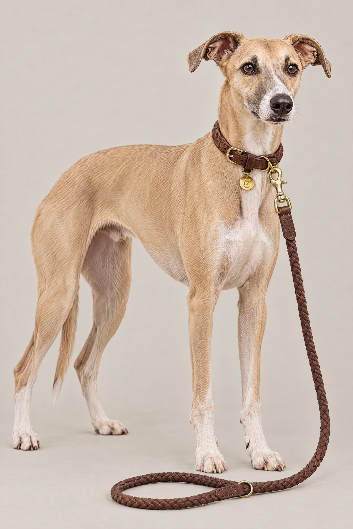 Whippet wearing the hazel Cloud 7 Ravello braided collar and leash