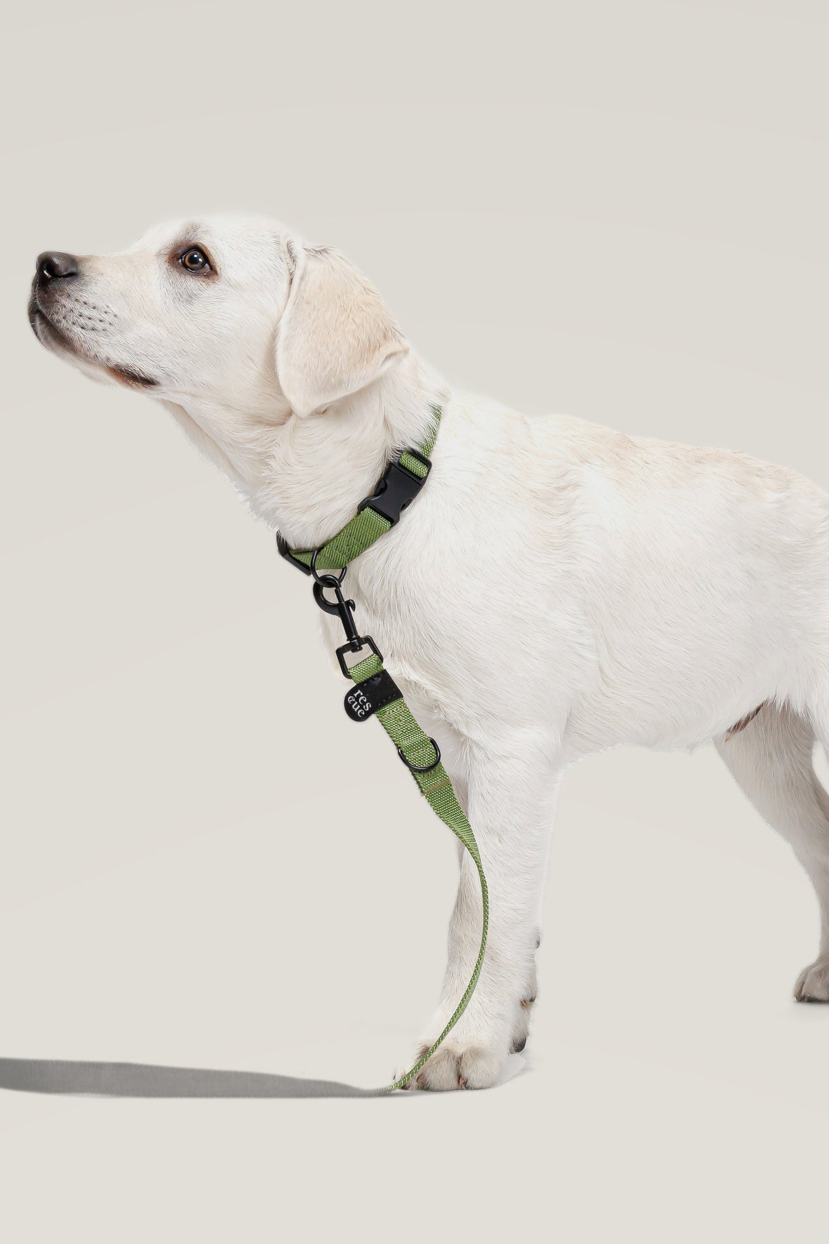 Labrador puppy wearing the green Cloud 7 RESC7UE nylon collar with matching leash