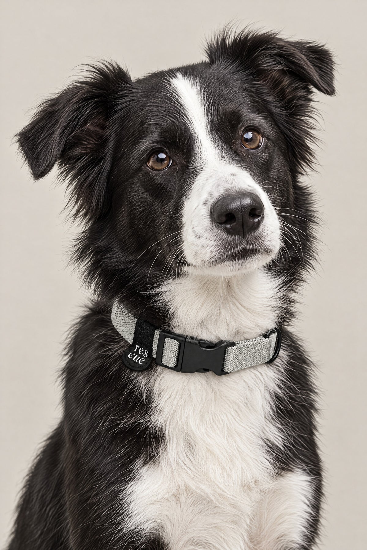 Black and white rescue dog wearing the silver grey nylon Cloud 7 RESC7UE collar