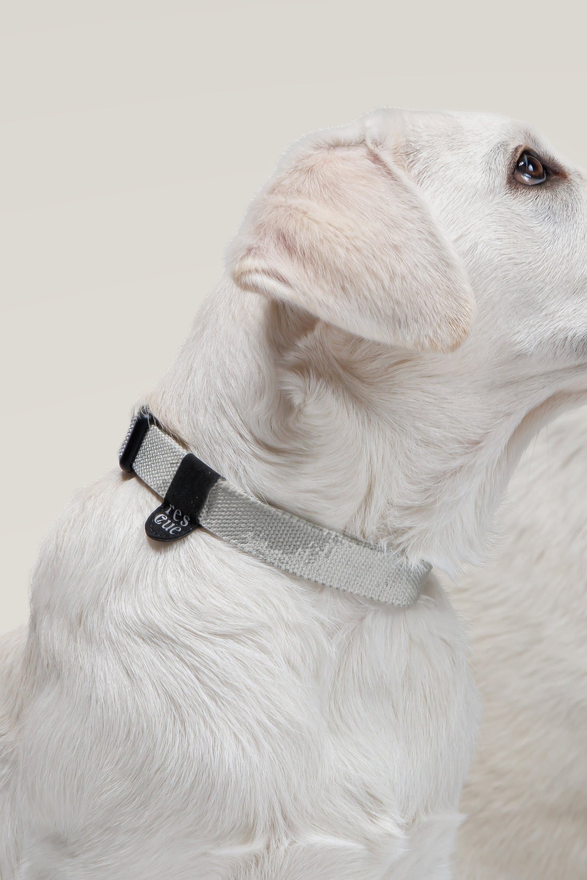 Labrador wearing the silver grey Cloud 7 RESC7UE nylon collar