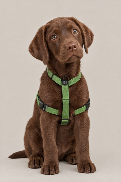 Chocolate Labrador puppy wearing the green Cloud 7 RESC7UE dog harness