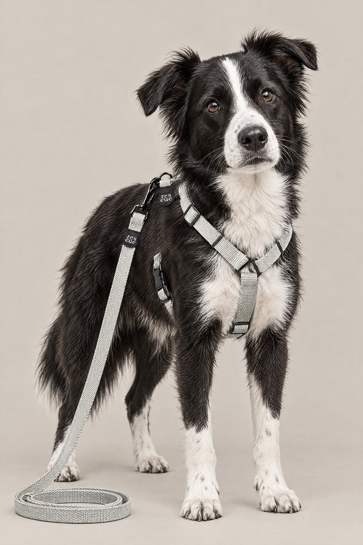 Border collie mix wearing the silver Cloud 7 RESC7UE dog harness and leash