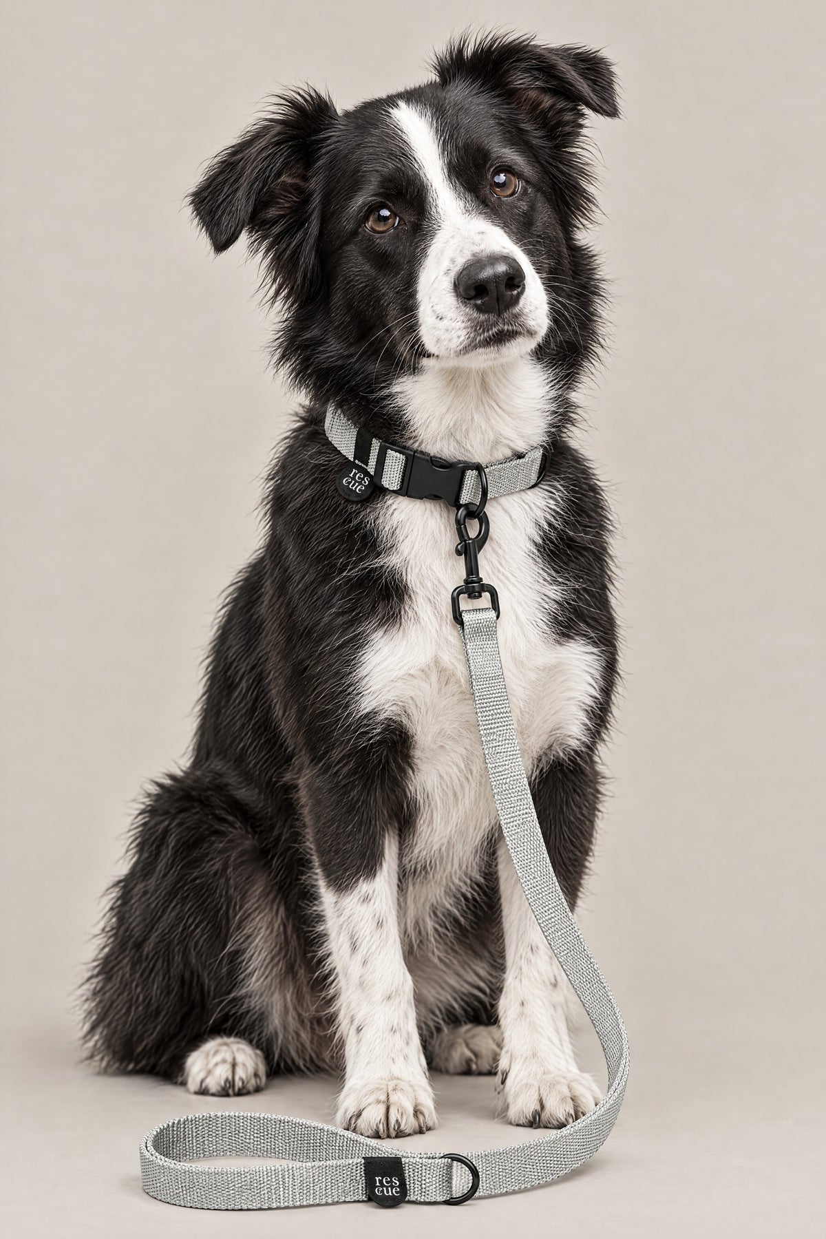 Rescue dog wearing the silver Cloud 7 RESC7UE collar and leash