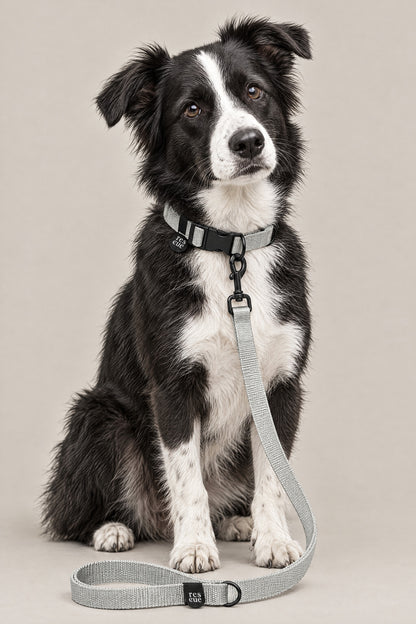 Rescue dog wearing the silver Cloud 7 RESC7UE collar and leash
