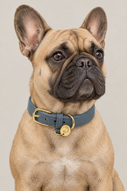 French Bulldog wearing the dove grey nubuck Cloud 7 Tiergarten collar with brass logo coin