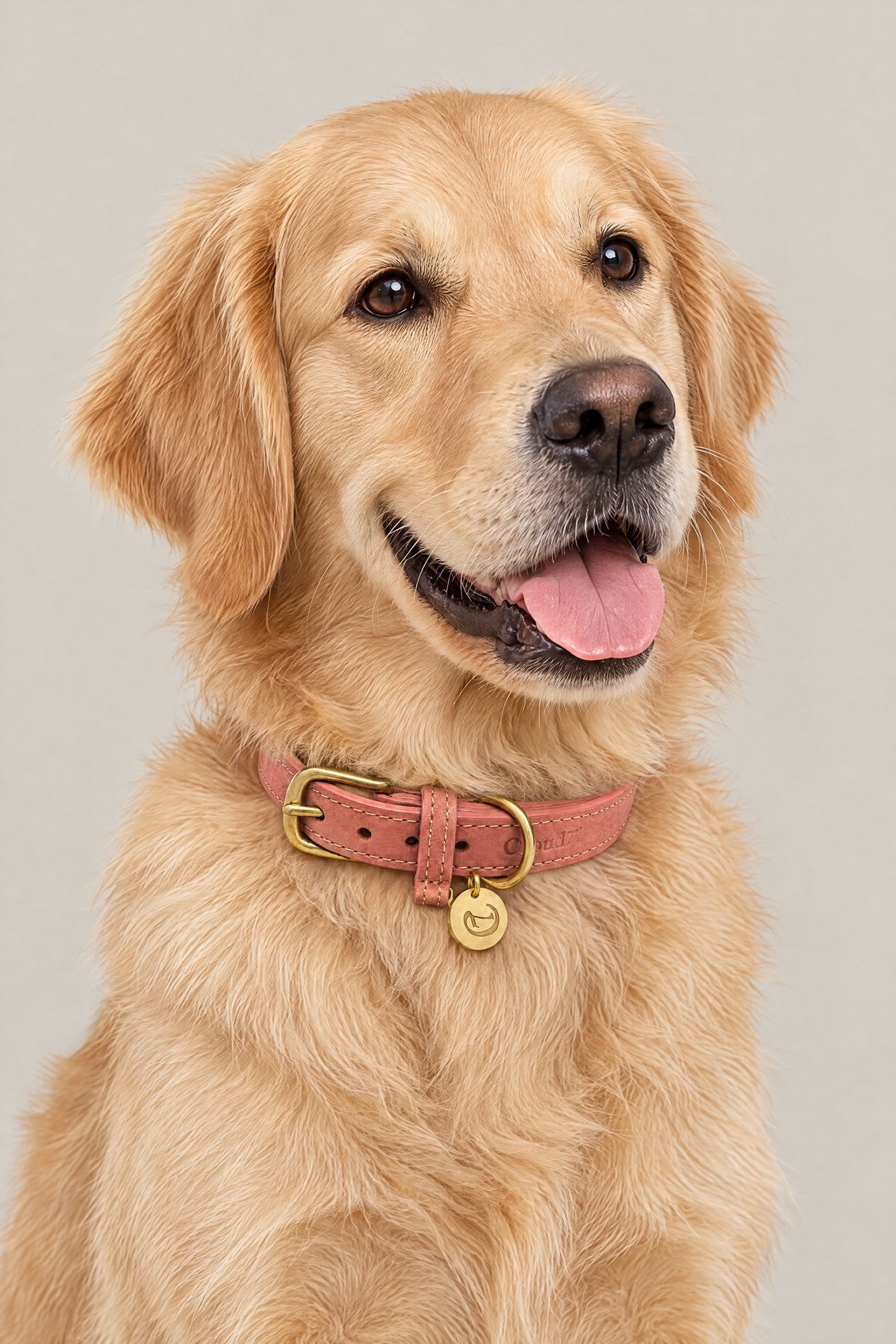 Golden Retriever wearing the peach nubuck Cloud 7 Tiergarten collar with brass logo coin
