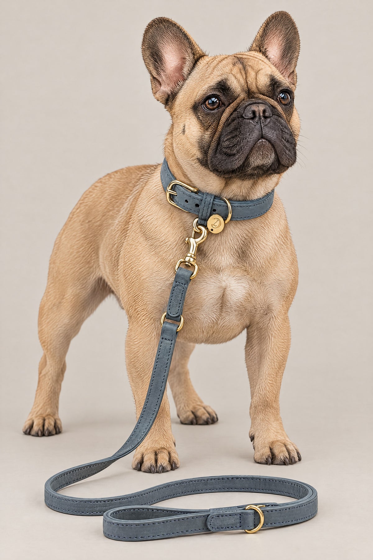 French Bulldog wearing the dove grey Cloud 7 Tiergarten collar and leash