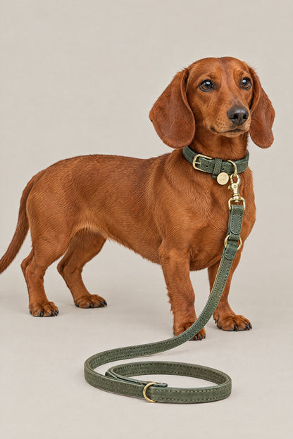 Red Dachshund wearing the moss green Cloud 7 Tiergarten collar and leash