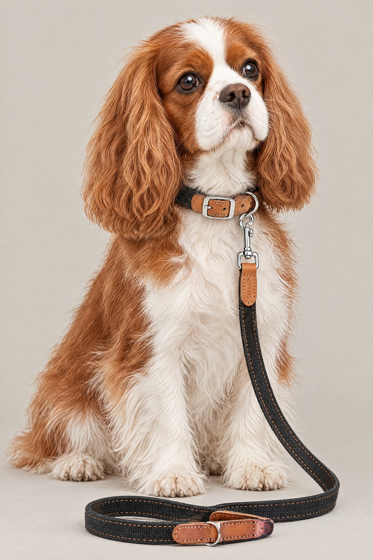 Cavalier King Charles Spaniel wearing the black Cloud 7 Tivoli collar and leash