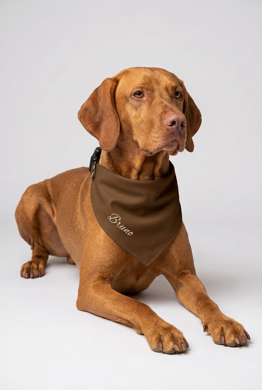 Dachshund wearing brown personalized dog bandana with custom name