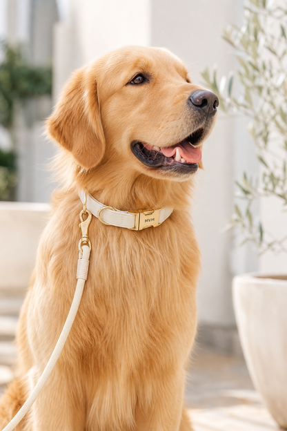 Warm beige luxury dog collar and leash walk set, flat lay