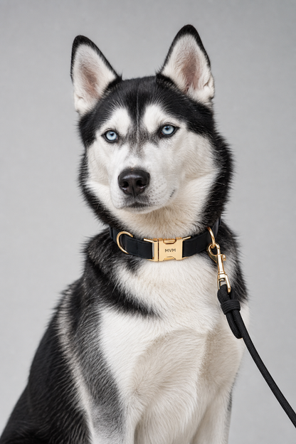 Black luxury dog collar and leash walk set, flat lay