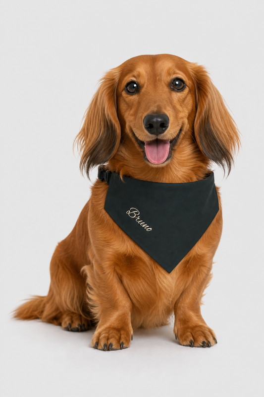 Dachshund wearing black personalized dog bandana with custom name