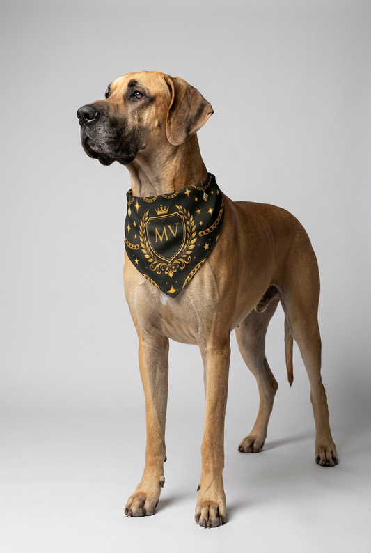 Basset hound wearing black personalized dog bandana collar