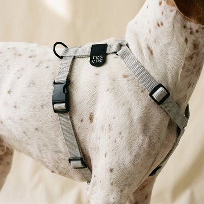 Dog wearing a harness with a 'rescue' tag on a beige background