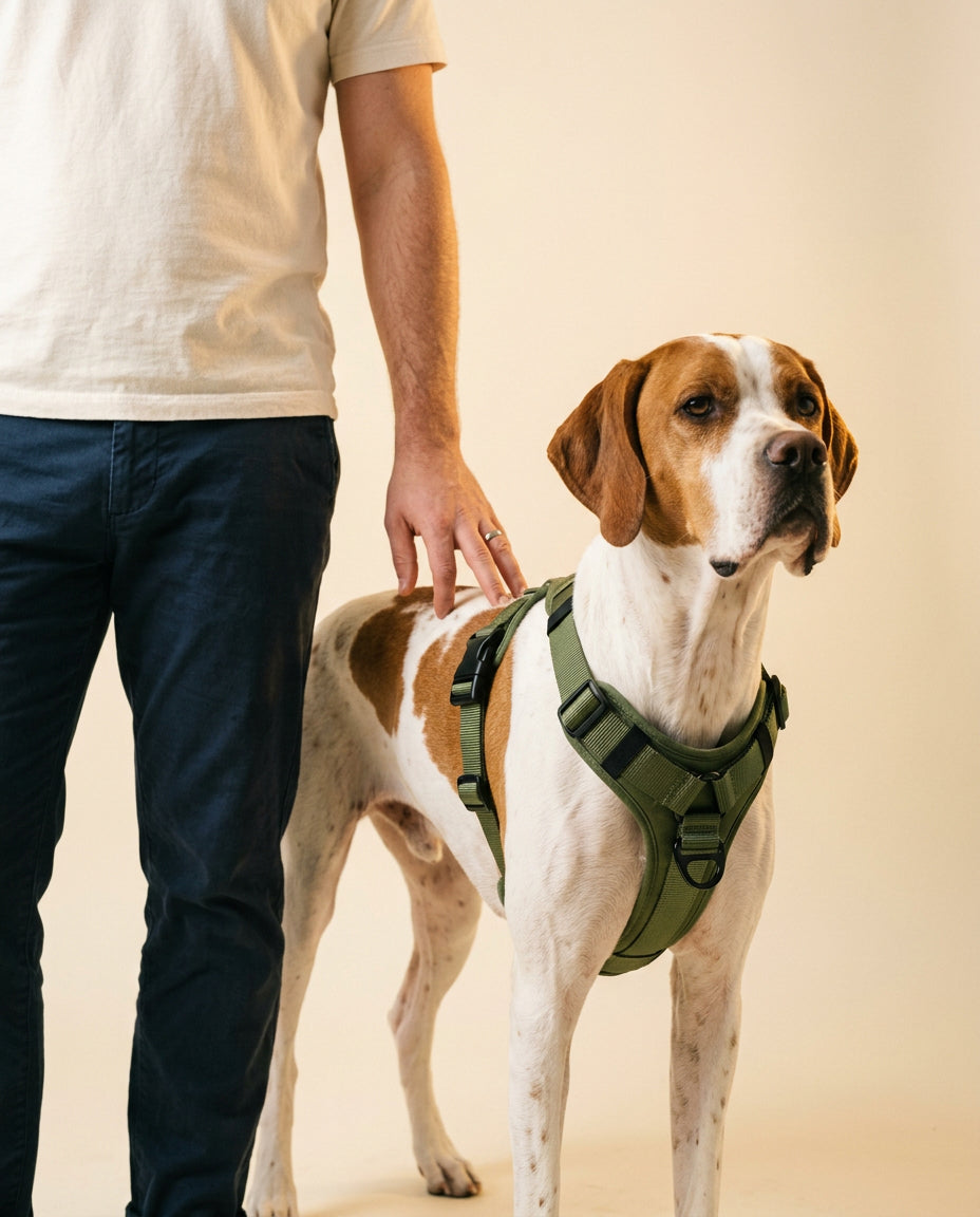Dog wearing a green harness standing next to a person on a beige background